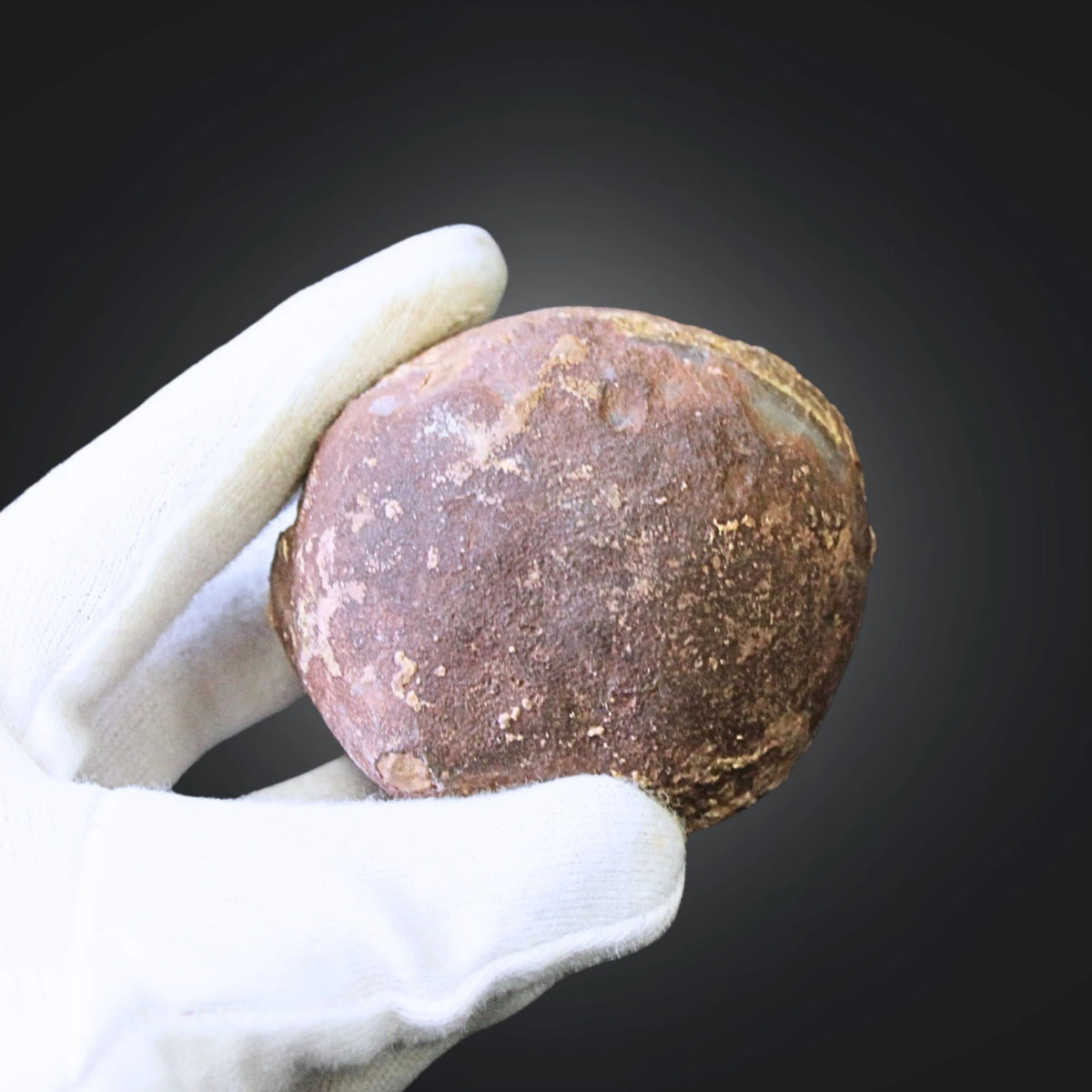 Fossil sjöborre, jura, Kina, 6 cm, nr 62