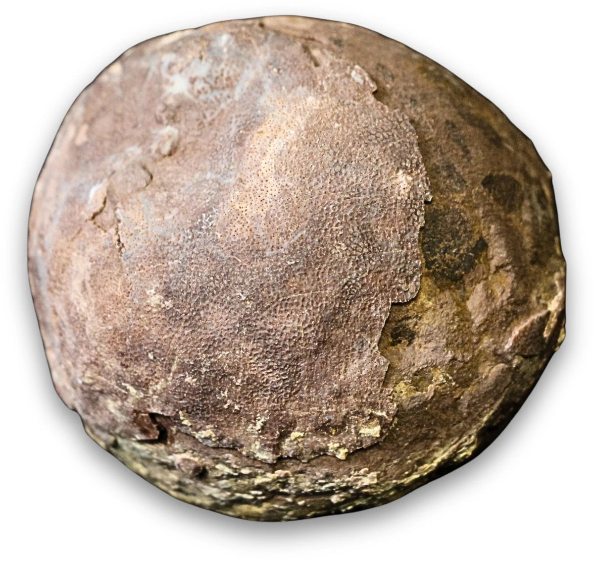 Fossil sjöborre, jura, Kina, 6 cm, nr 62