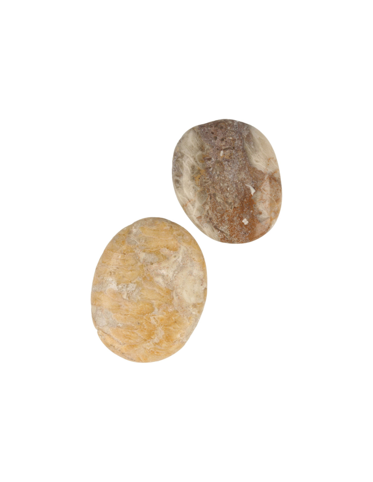 Fossil korall ficksten, polerad, 4 till 6 cm