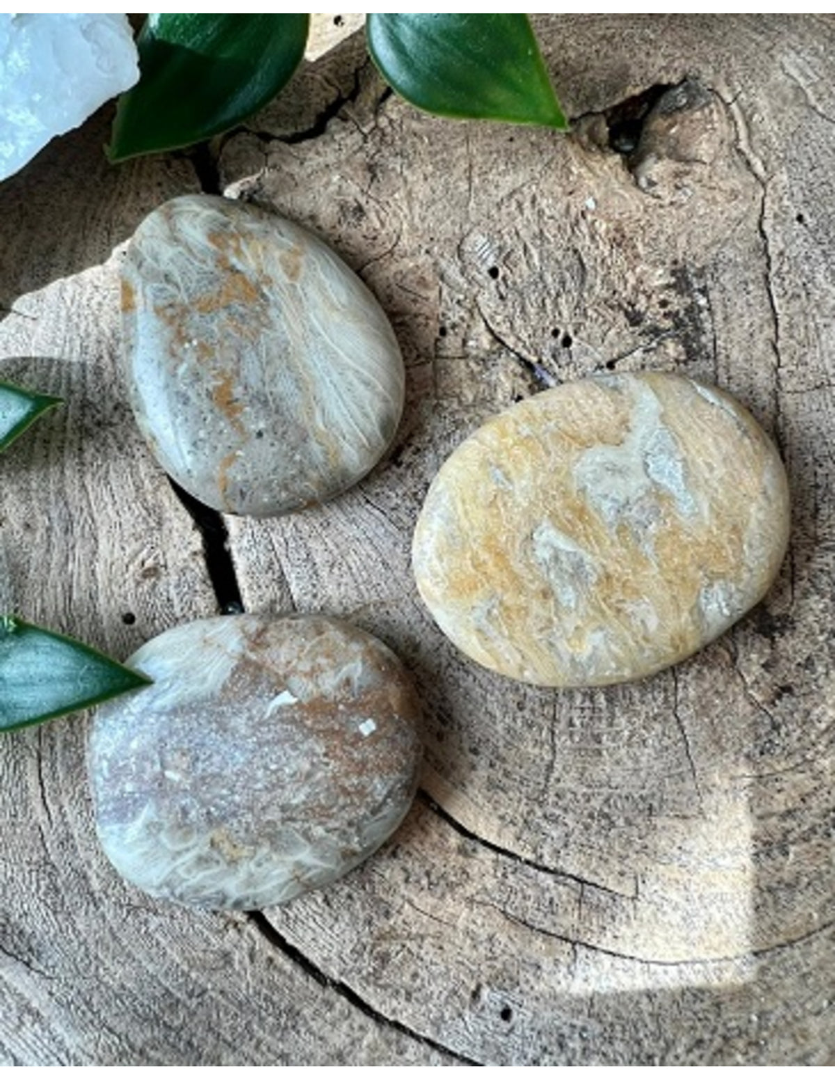 Fossil korall ficksten, polerad, 4 till 6 cm