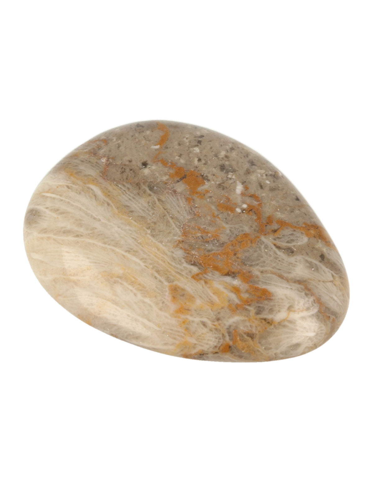 Fossil korall ficksten, polerad, 4 till 6 cm