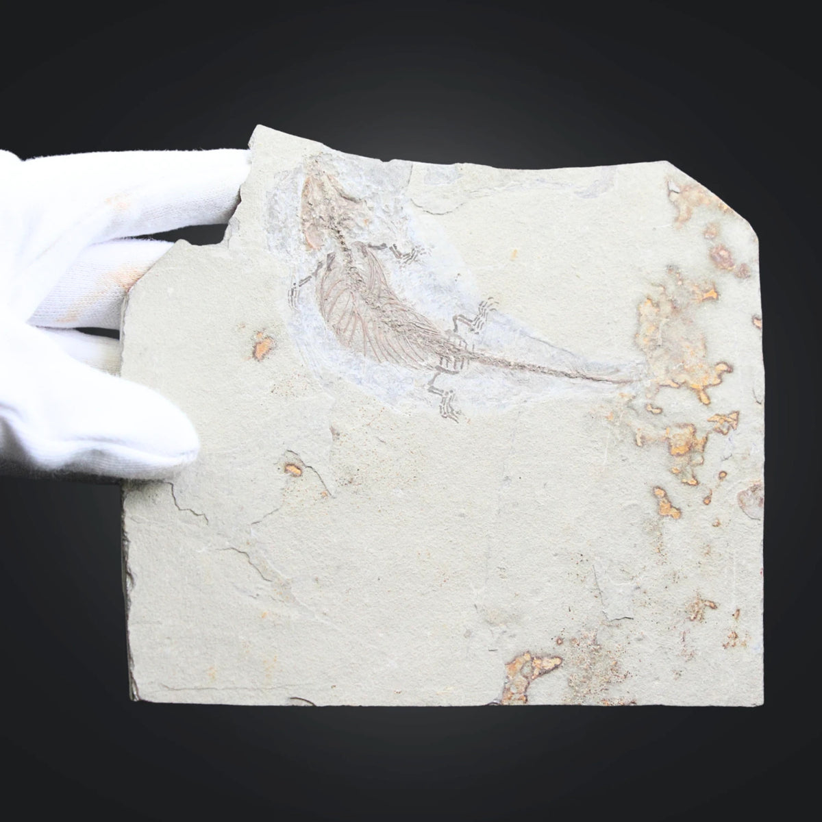 Fossil reptil från juratiden, Liaoning, 14,6 cm, nr 01