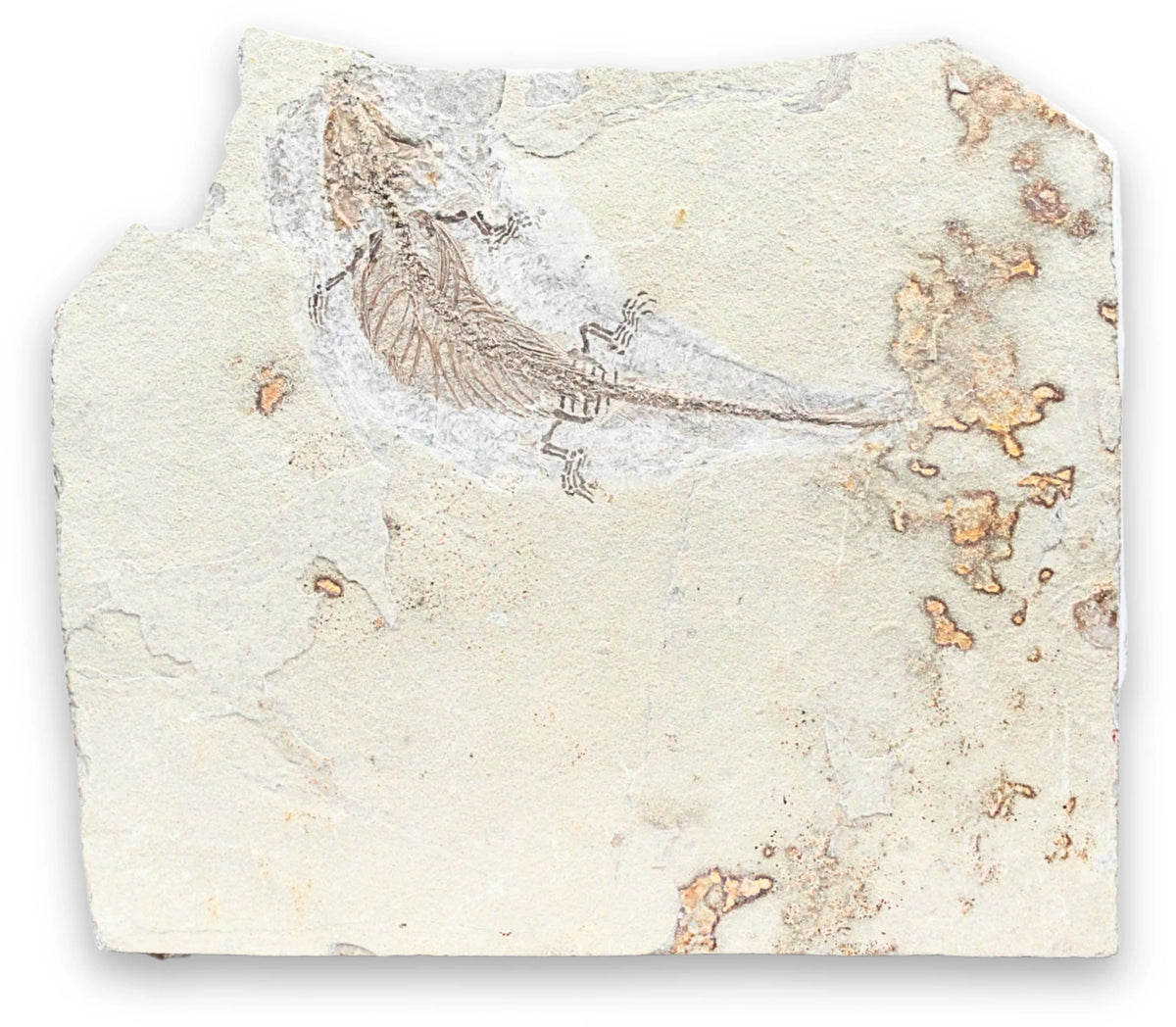 Fossil reptil från juratiden, Liaoning, 14,6 cm, nr 01
