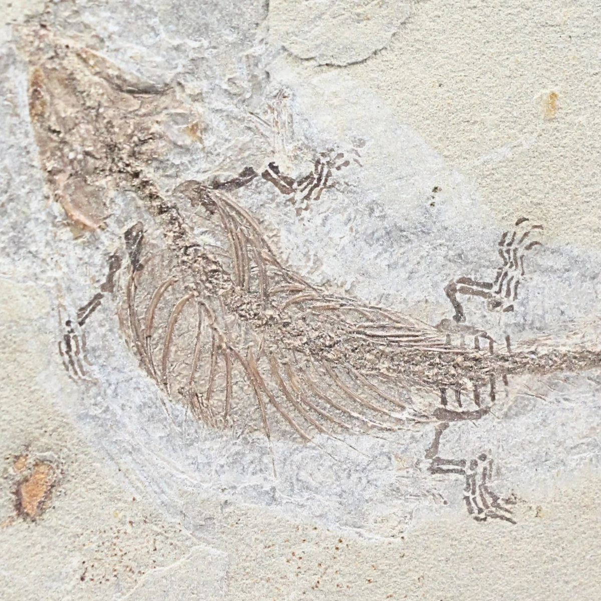 Fossil reptil från juratiden, Liaoning, 14,6 cm, nr 01