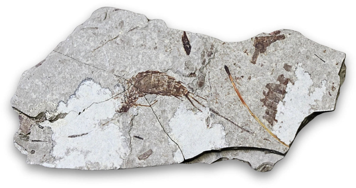 Fossil räka, jura, Kina, 10,7 cm, nr 59