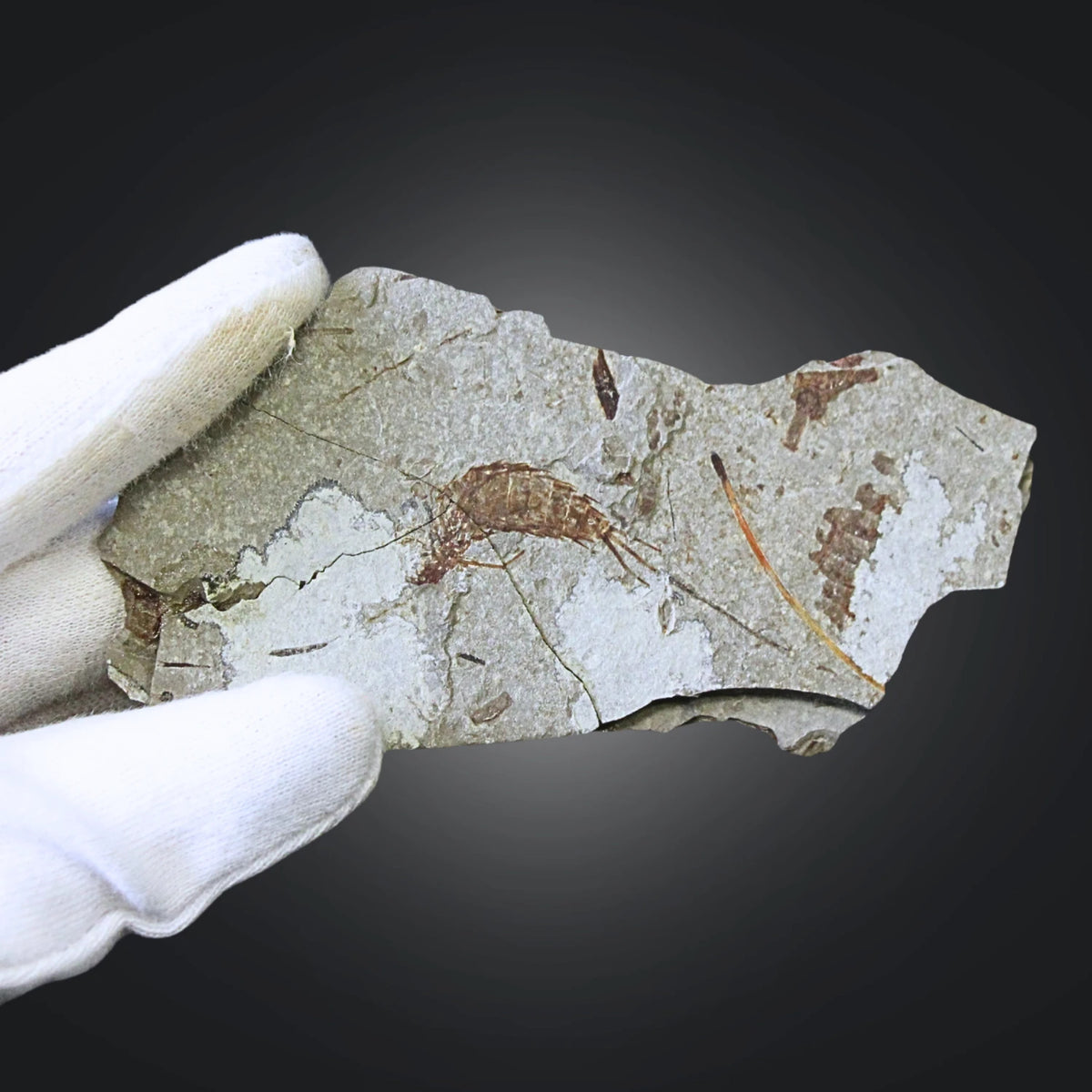 Fossil räka, jura, Kina, 10,7 cm, nr 59