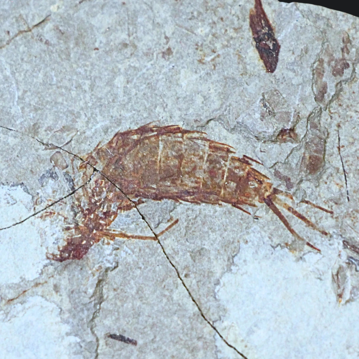 Fossil räka, jura, Kina, 10,7 cm, nr 59