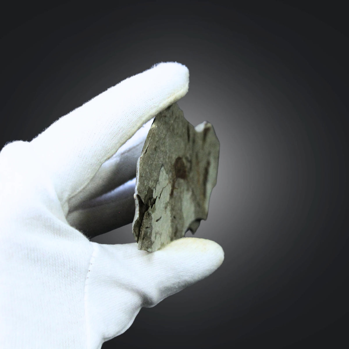 Fossil räka, jura, Kina, 10,7 cm, nr 59