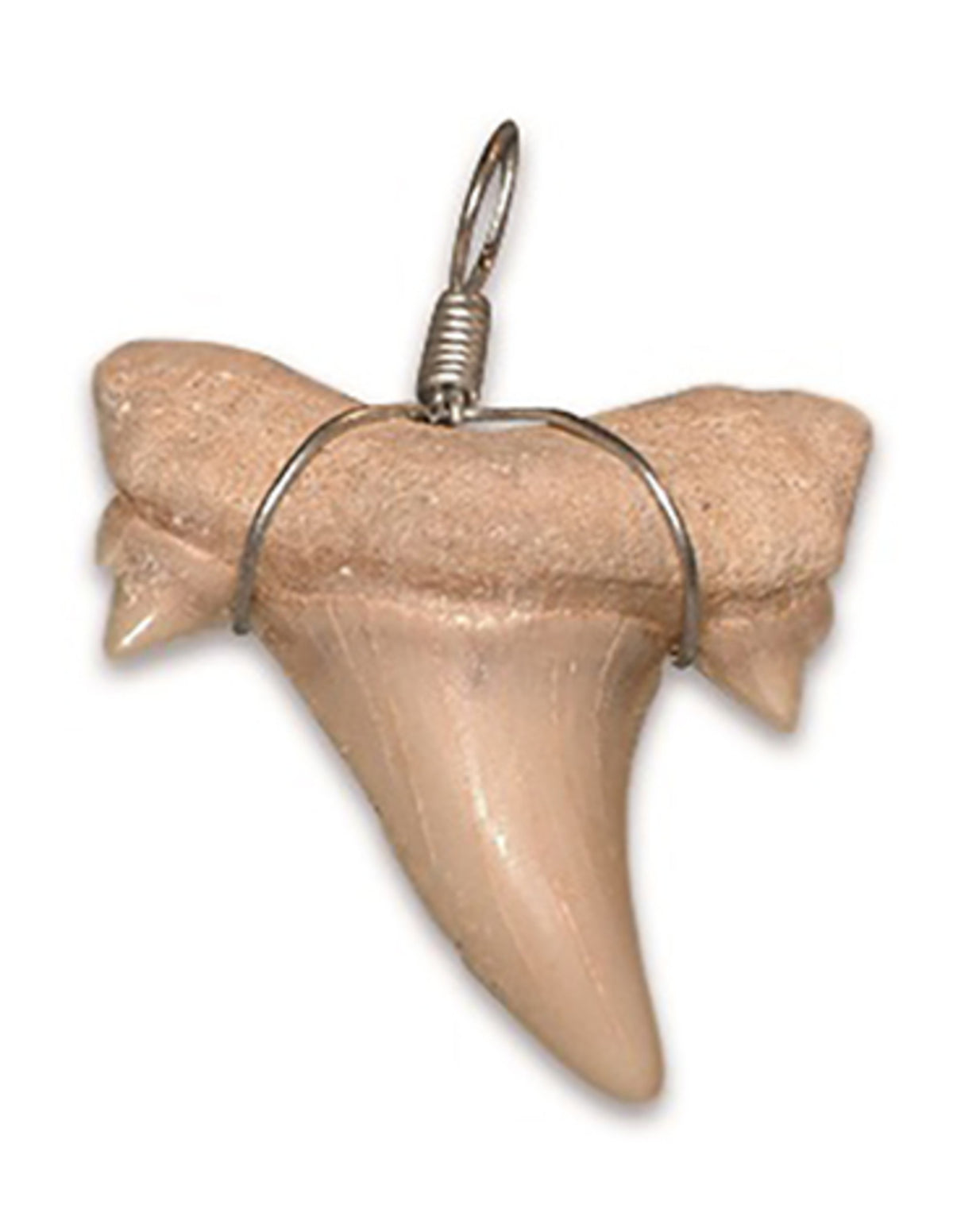 Fossil hajtand, hänge, från Marocko