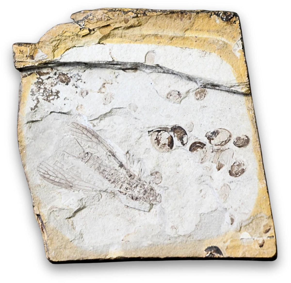 Fossil insekt (fluga), jura, Kina, 5,2 cm, nr 58