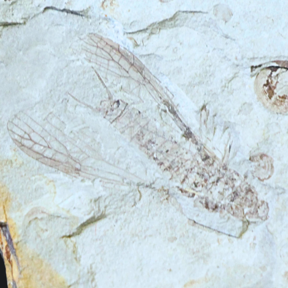 Fossil insekt (fluga), jura, Kina, 5,2 cm, nr 58