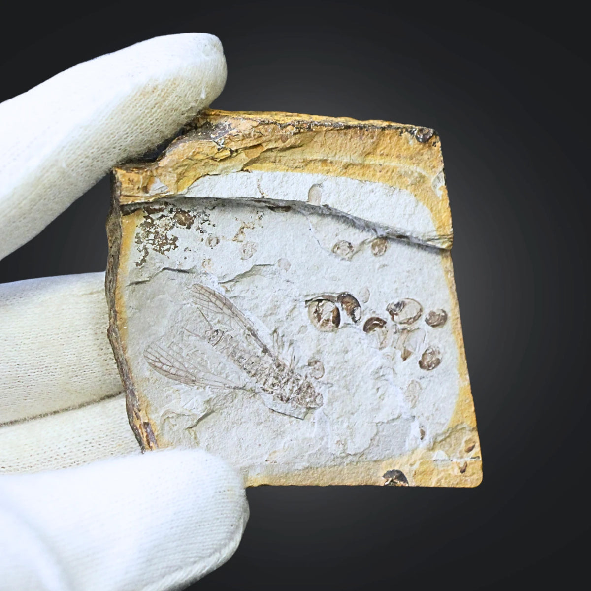 Fossil insekt (fluga), jura, Kina, 5,2 cm, nr 58
