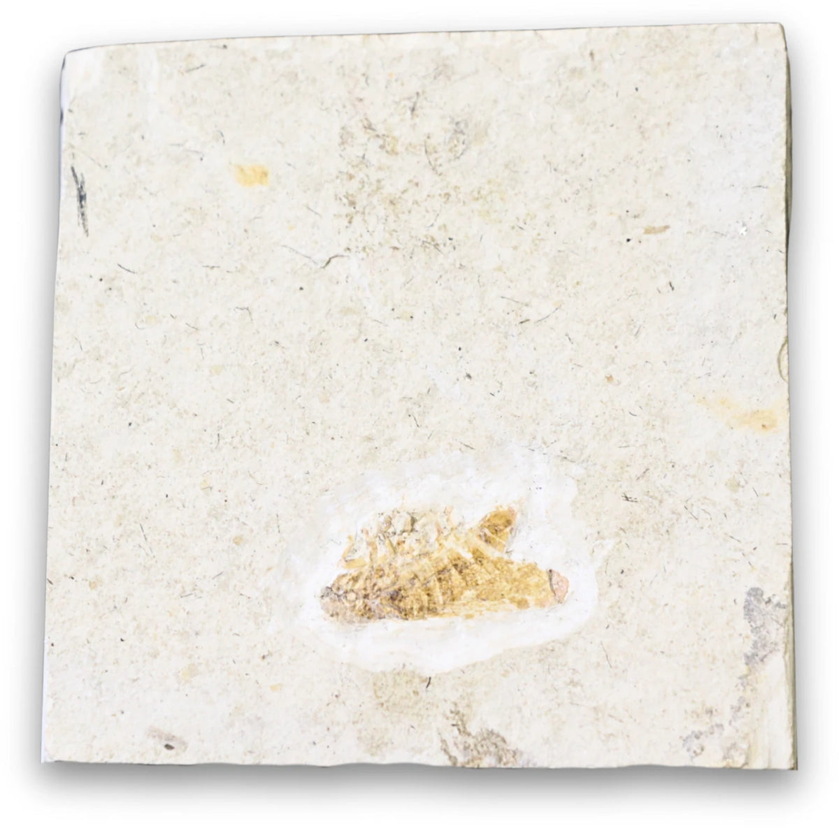 Fossil insekt (fluga), jura, Kina, 5 cm, nr 60