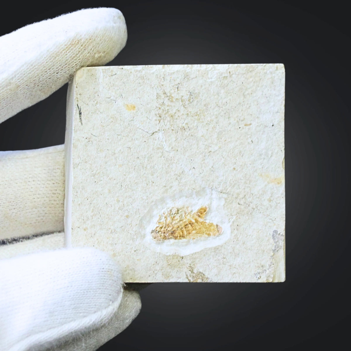 Fossil insekt (fluga), jura, Kina, 5 cm, nr 60