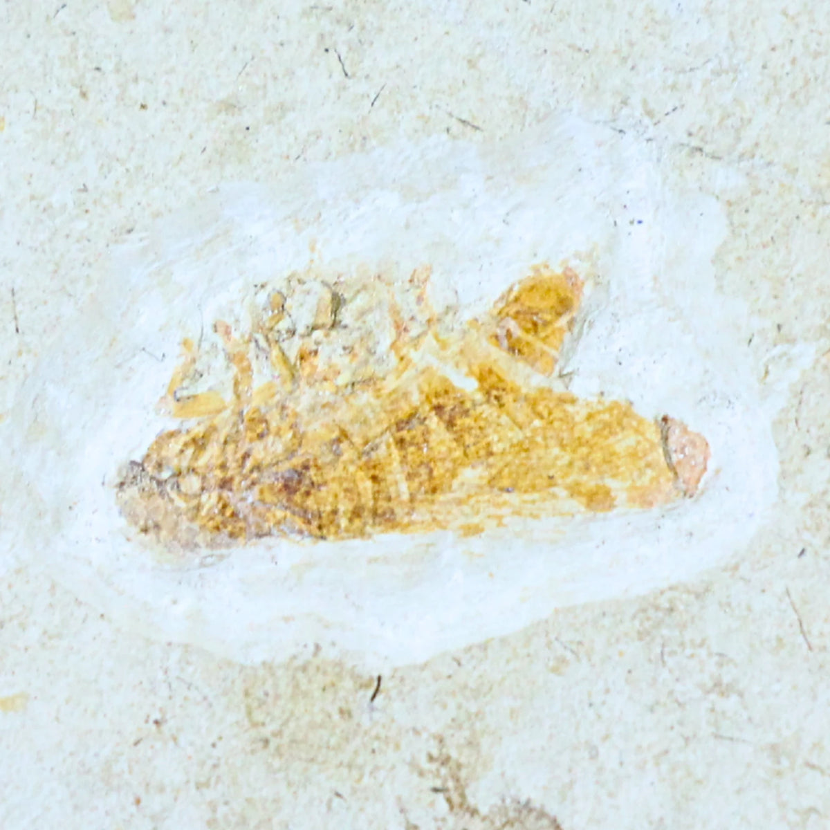 Fossil insekt (fluga), jura, Kina, 5 cm, nr 60