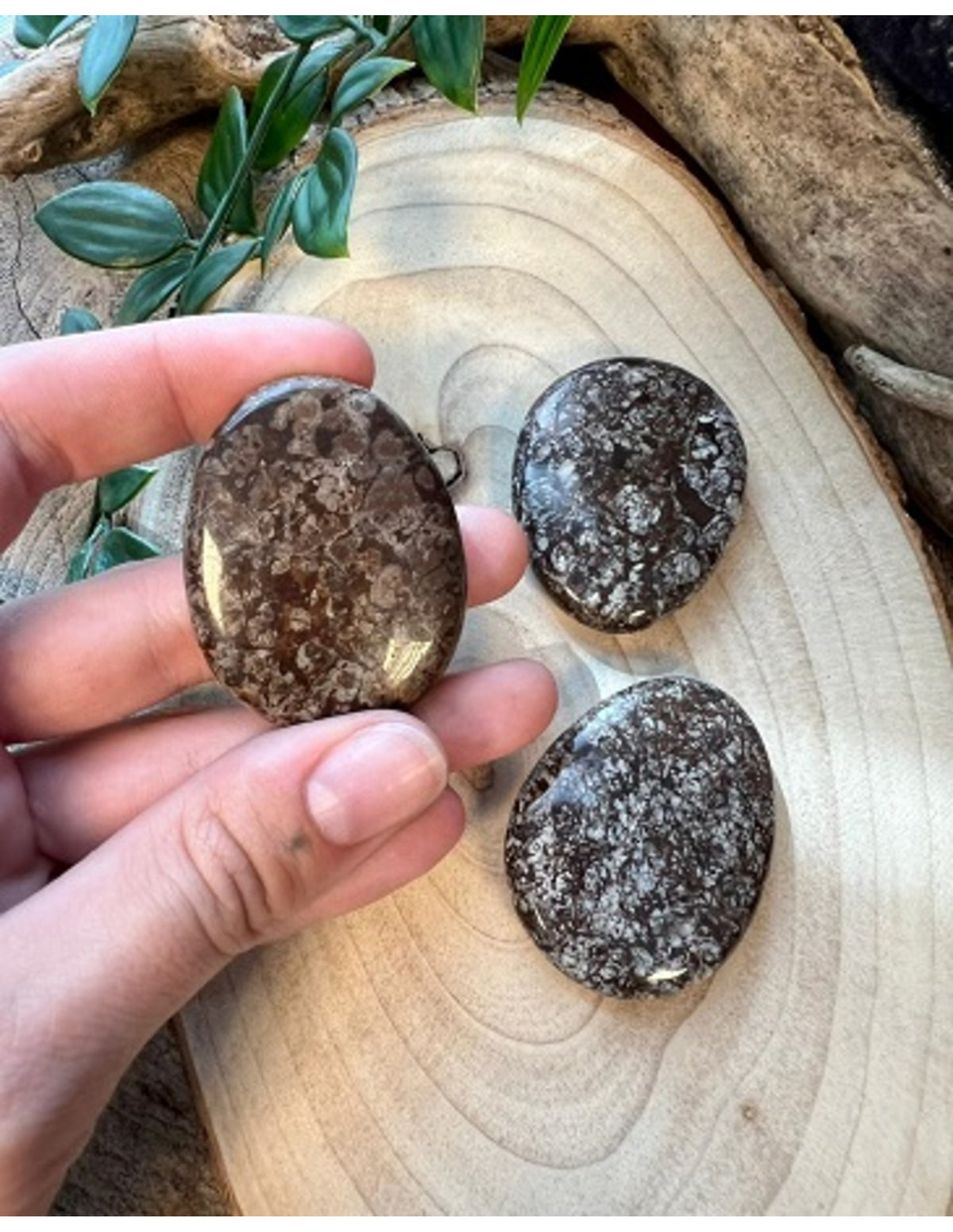 Blomjaspis ficksten, röd, gul och vit, 3 till 5 cm