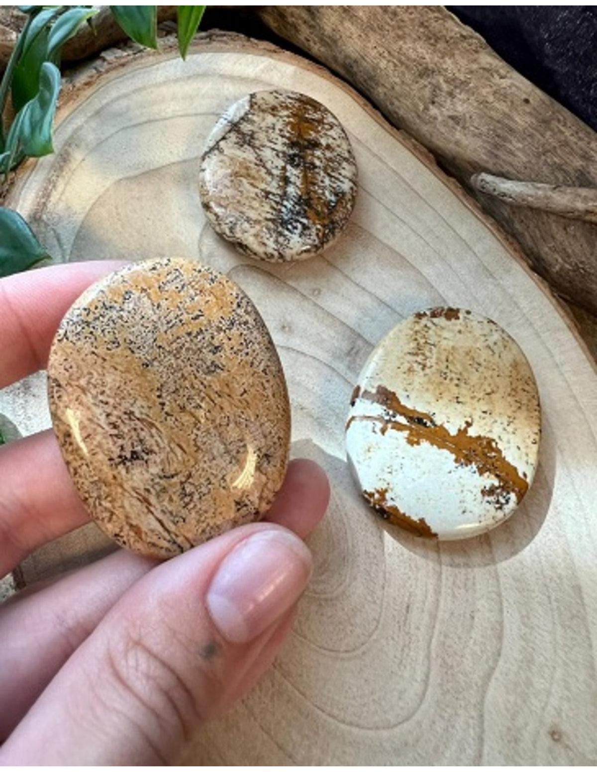 Landskapsjaspis ficksten, 4 till 6 cm, Sydafrika
