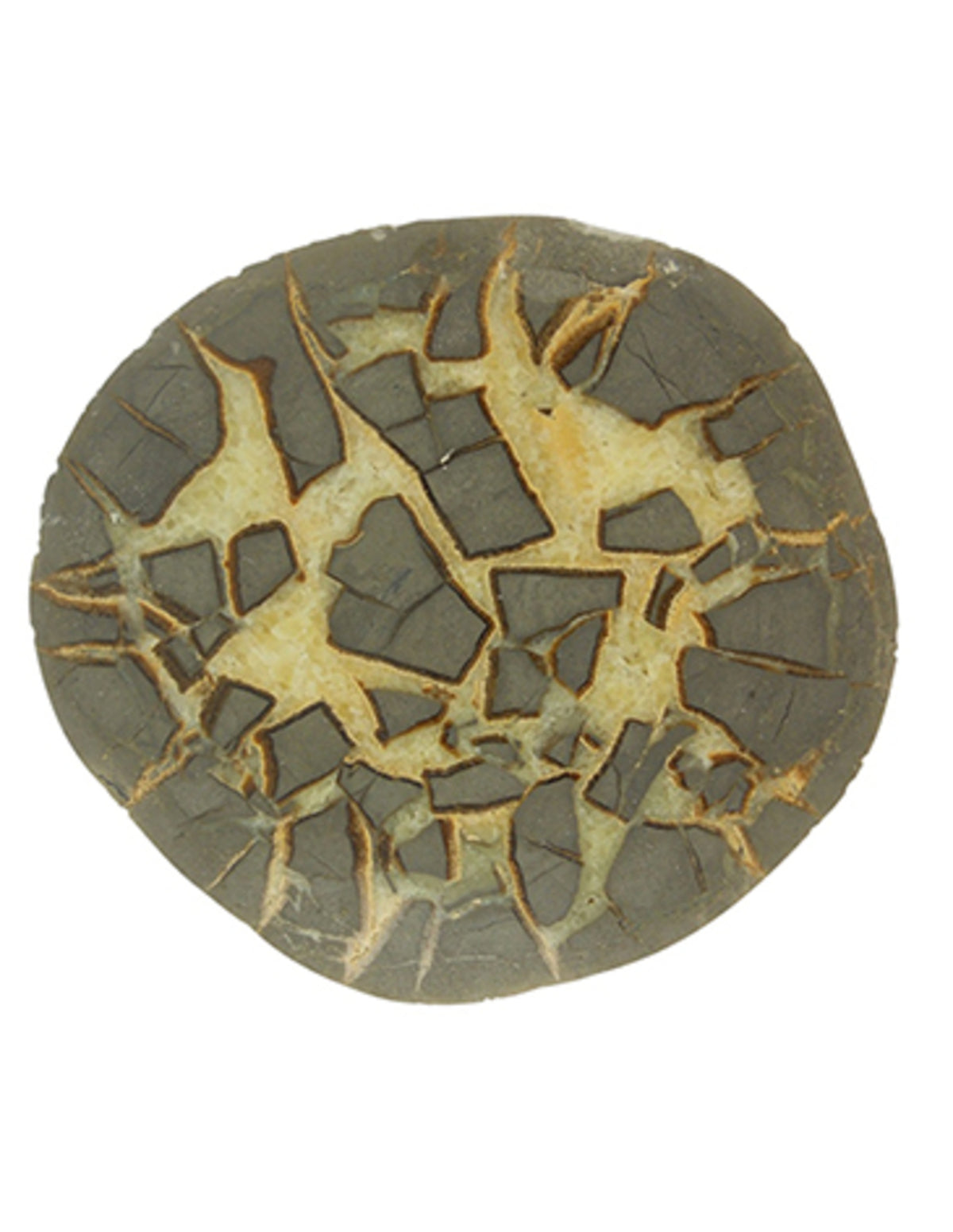 Septarie sten, delvis polerad, Utah, 11,5 cm, nr 253