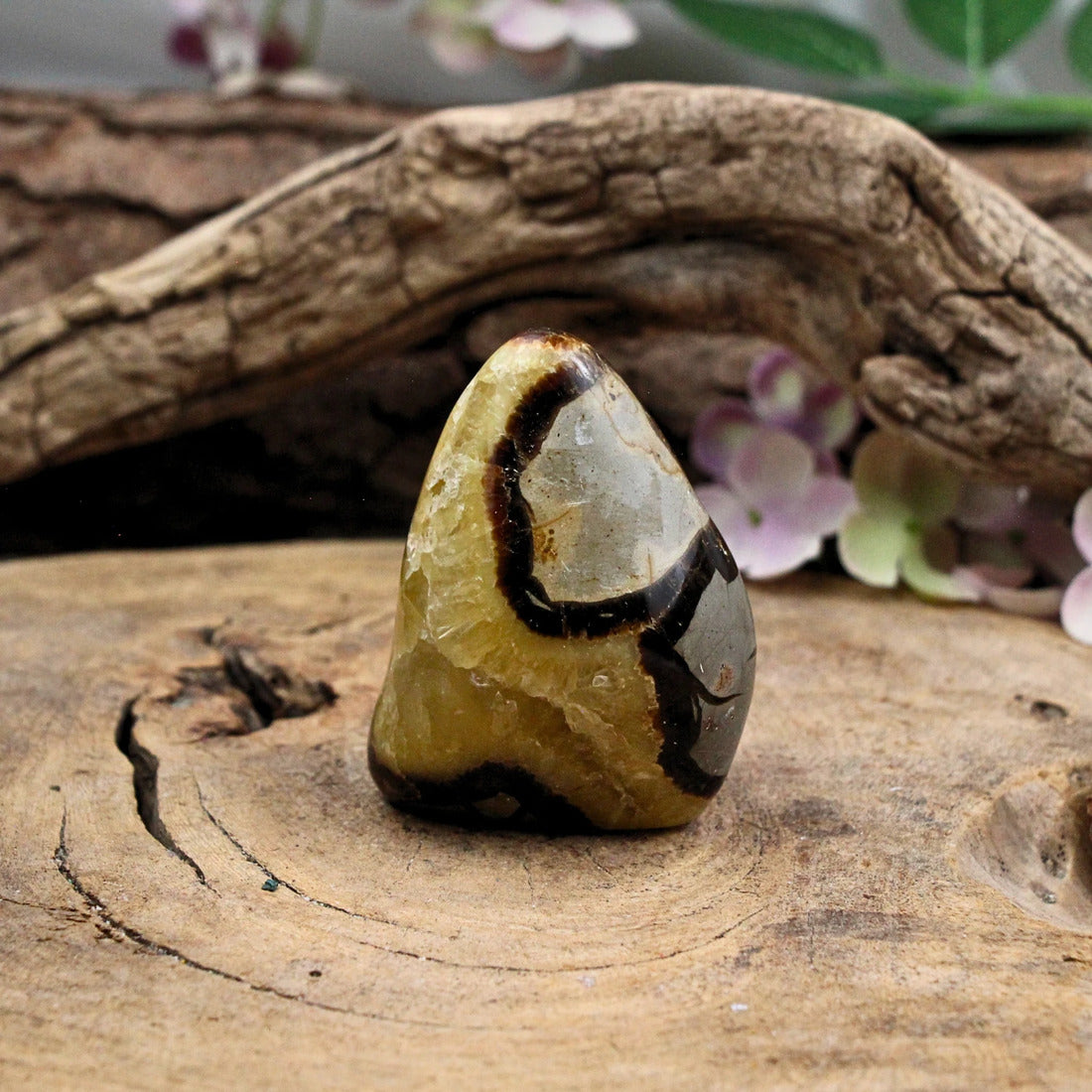 Septarie skulptur, Madagaskar, 7 x 4 x 5 cm, nr 10