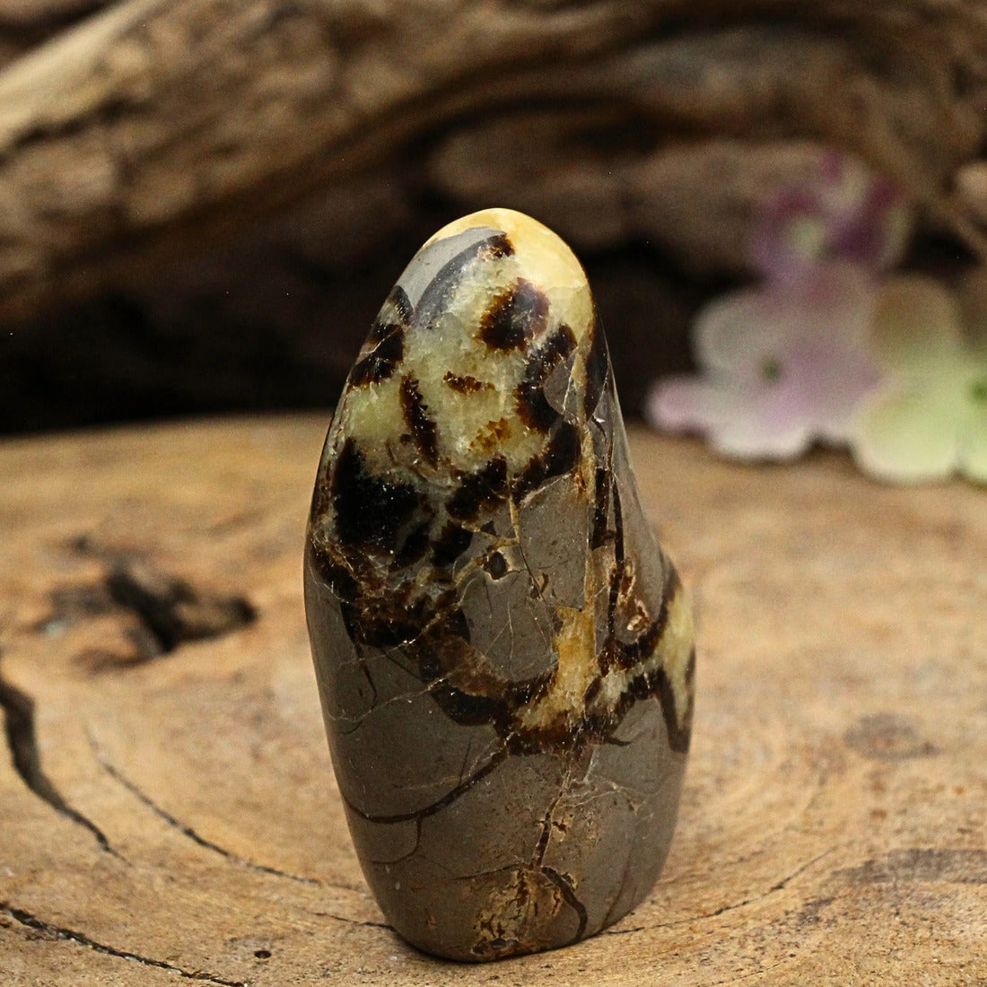 Septarie skulptur, Madagaskar, 7 x 3 x 5 cm, nr 11