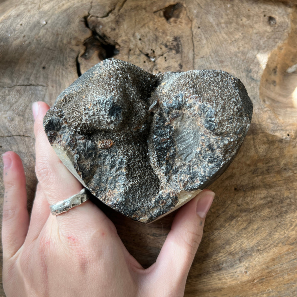 Septarie hjärta, delvis polerad, 790 g, nr 7