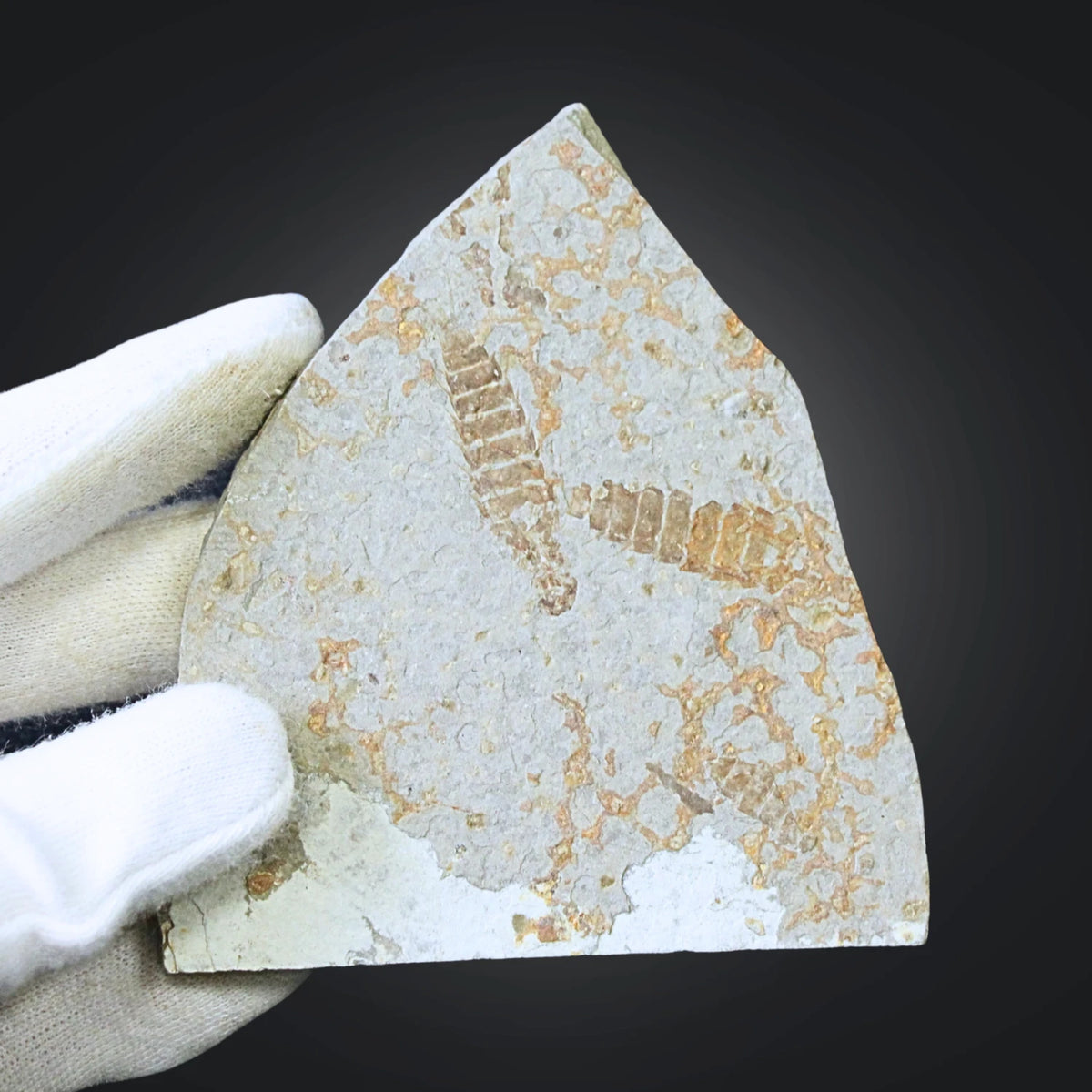 Trilobit fossil, nr 61 (9,2 cm)