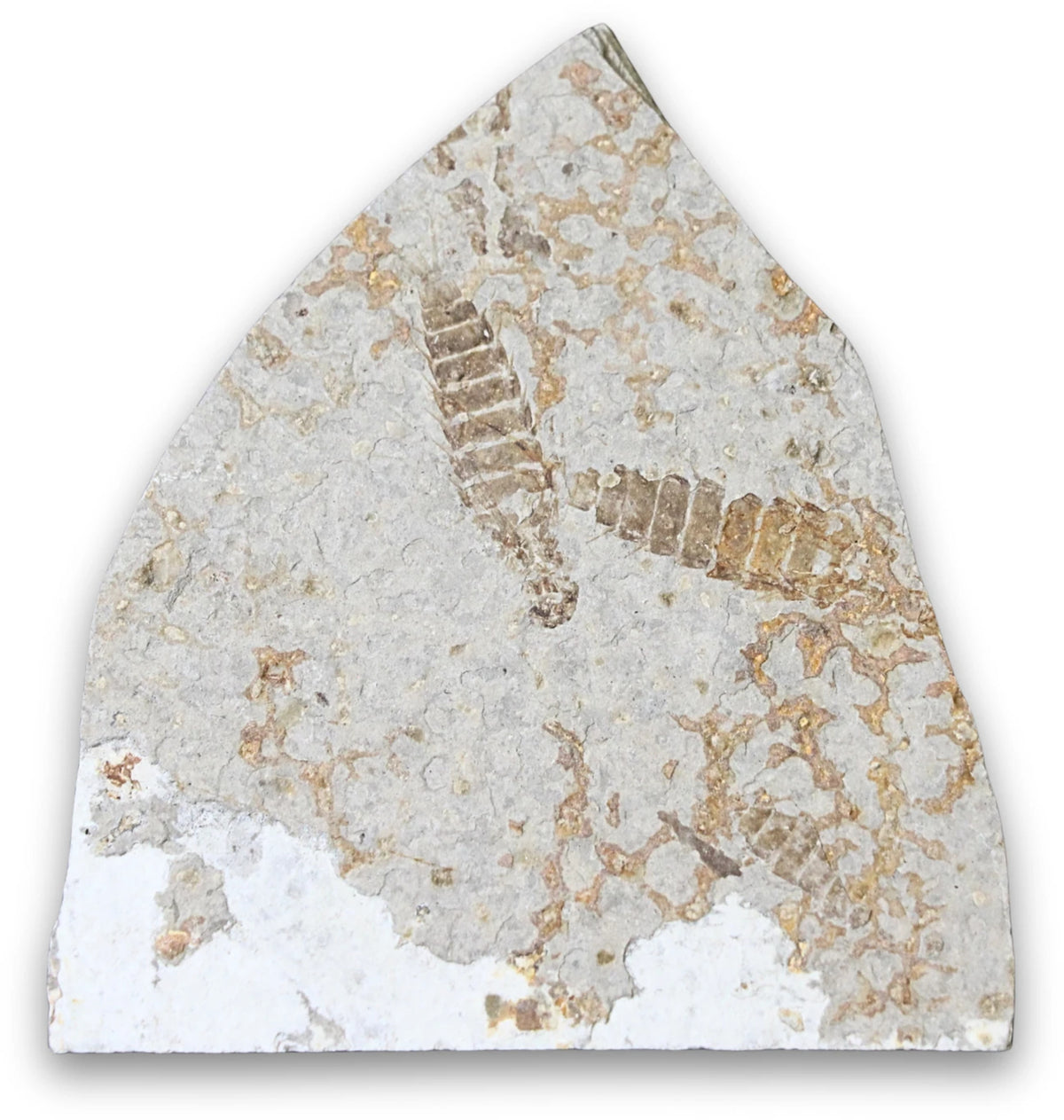 Trilobit fossil, nr 61 (9,2 cm)