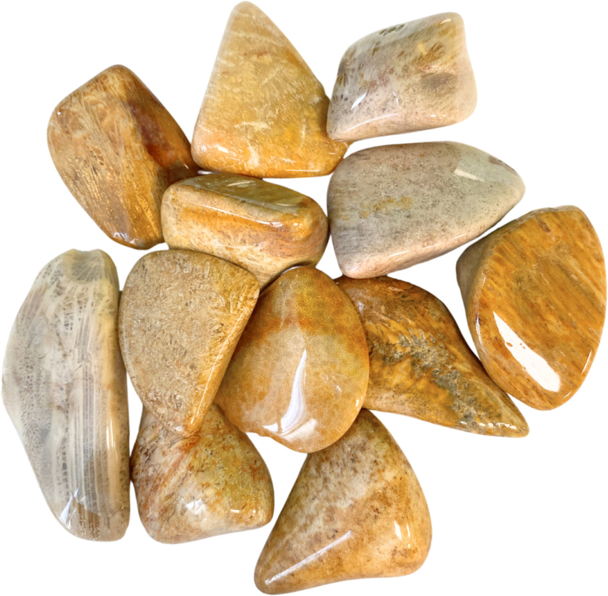 Fossil korall trumlade stenar, 100 g, 2 till 4 cm